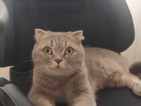 Scottish fold kızımızı sahiplendiriyoruz