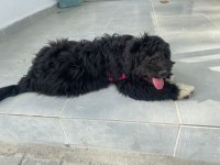 black russian terrier