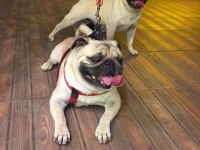 Güzel kaliteli pug yavrulara sahip olmak isteyenler için