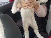 SARMAN ERKEK YAVRU KEDİMİZ KONYA