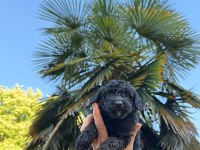 Toy Poodle Siyah İnci