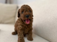 Toy poodle Kore a sınıf kalite