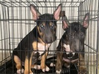 A CLASS ŞECERELİ YAVRU KÖPEKLER