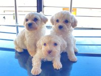 Bembeyaz Minnak Maltese Terrier Bebekler