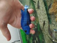 Damızlık Dev Ahliler 15 cm ve üzeri