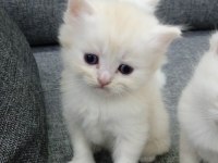 British Shorthair Harika Bebekler