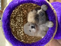 HIGH QUALITY PURPLE TONGUE CHOW CHOW PUPPIES