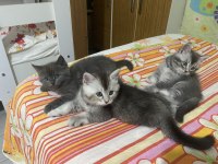 British shorthair yavrular 2 erkek bir dişi