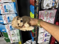 Maltipoo güzelliklerimiz yeni ailesini bekliyor