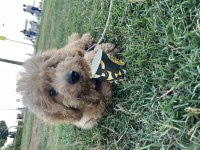Sevecen bi poodle oğluş