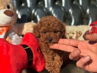 POODLE IRKININ EN İYİLERİNİ İSTEYENLERE