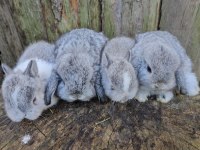 Mini lop ve cüce tavşan bebeklerimiz