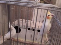 1 albino kırmızı göz bir latino kırmızı göz sultan
