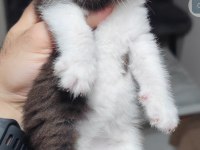British Shorthair Kedisi