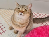 Golden British Shorthair