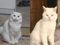 BRİTİSH SHORTHAIR ERKEK YAVRU