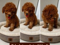 Erkek Teacup Kg Cm Sağlık Garantili Tuvalet Eğitimli Poodle