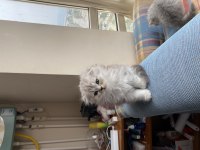Oyuncul ve eğlenceli scottish fold
