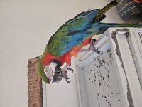 KAFESİYLE BİRLİKTE RUBYGOLD HİBRİT MACAW