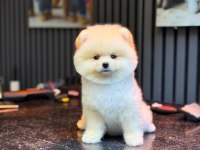 SAĞLIK VE IRK GARANTİLİ POMERANİAN KÖPEĞİ