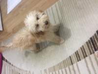 Yakışıklı poodle