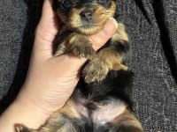 Türkiyede böylesi yok kore yorkshire terrier