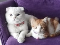 SCOTTİSH FOLD ERKEK KEDİMİZ