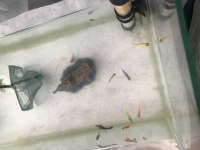 tetra vatoz lepistes çöpçü balıkları