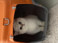 Çok Kaliteli Çok Özel British Shorthair Yavrumuz 