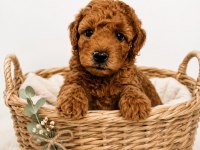 ZEKİ SADIK SEVGİ DOLU POODLE YAVRULAR
