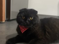 Scottish kedi