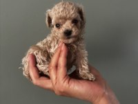 Orjinal ırk teacup toy poodle dişi erkek