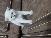 Beyaz scottish fold prens