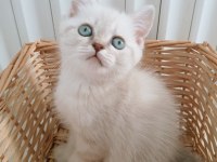 Mavi Gözlü Blue Point British Shorthair Yavrular