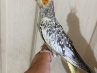 47 günlük kusursuz bebek sultan papağanı