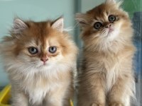 Show kalite golden longhair british yavrularımız