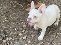Egzotik french bulldog karma aşıları yapıldı