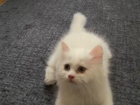 İnci beyazı 2 aylık dişi british longhair