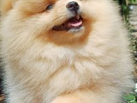 Pomeranian Boo Dişi Krem Rengi