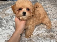 Dünya Tatlısı Maltipoo Yavruları