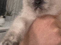 Sağlıklı dişi british shorthair