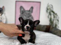 FRENCH BULLDOG BEBEKLER
