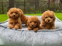 Toy poodle bebeklerimiz