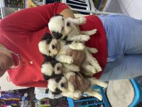A kalite shih tzu yavrular
