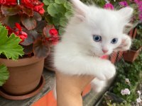 Birbirinden Sevecen 3 Tane Van Kedisi