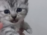 Scottish fold yeni yuva için hazırız