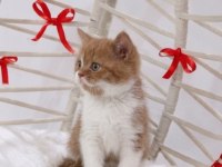 Eşsiz güzellikte cinnamon bicolor yavru kedilerim