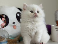 Sarkan british longhair