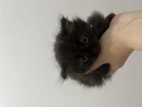 2 aylık british longhair