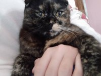 Scottish fold Kedimizi sahiplendiriyoruz